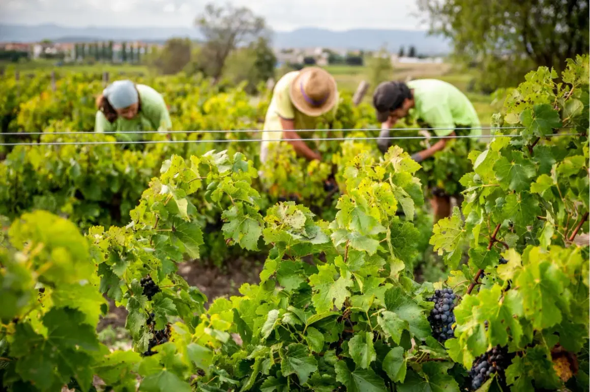 Arbeiter ernten Trauben im Weinberg. Der biodynamische Weinbau steht für nachhaltige Landwirtschaft und gesunde Reben.