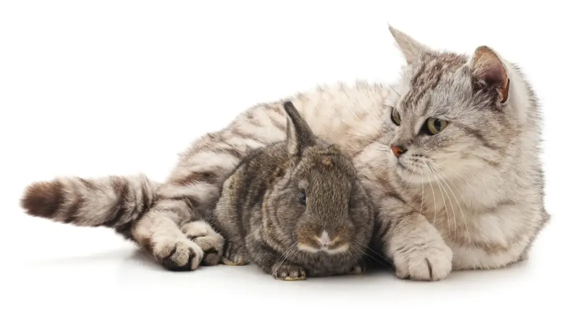 Eine graue Katze liegt neben einem braunen Kaninchen auf weißem Hintergrund.