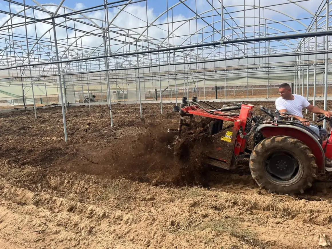 Trattore aratura in serra, lavorando il terreno per arricchirlo di sostanza organica.