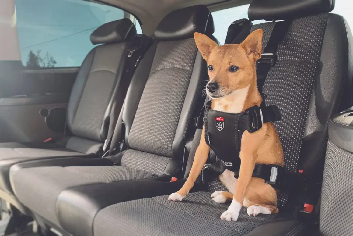 Un petit chien brun, portant un harnais de sécurité, est assis sur la banquette arrière d'une voiture. Il est prêt pour un voyage en voiture.