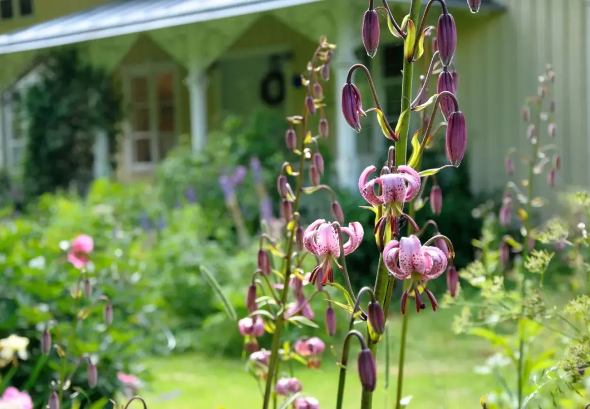 En lummig cottage garden med rosa liljor i förgrunden och ett gult hus i bakgrunden.