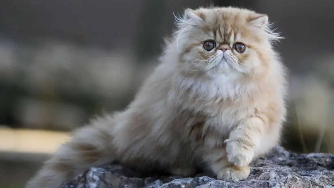 Un adorable chat nez écrasé, au pelage long et soyeux, pose sur des rochers.