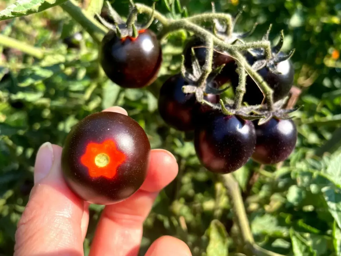 Dłoń trzyma ciemny pomidor black cherry z pomarańczowym wzorem. W tle kiść podobnych pomidorków na gałązce.