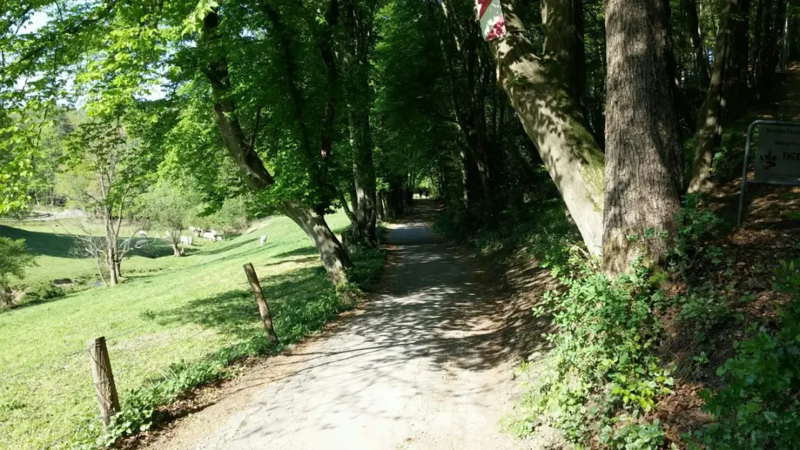 Schattenreicher Weg auf der korkenziehertrasse Solingen, mit Kühen auf der Weide links.