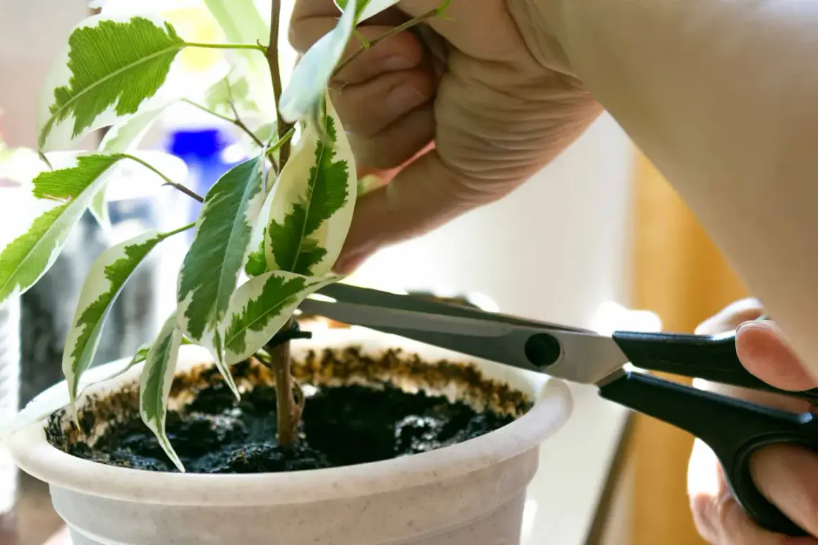 Mano che pota una pianta con forbici. Per prendersi cura delle piante, è importante sapere come disinfettare le forbici da potatura prima dell'uso.
