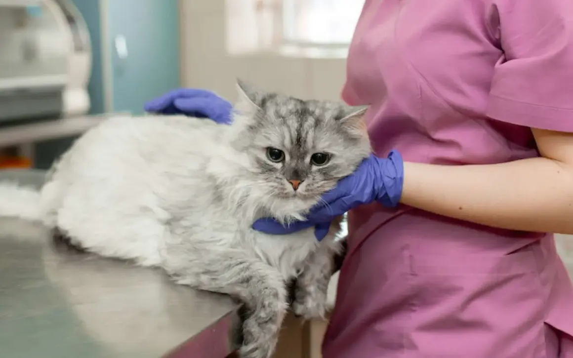 Un chat gris aux yeux tristes est examiné par un vétérinaire. Le test FIV chat est une étape importante pour sa santé.