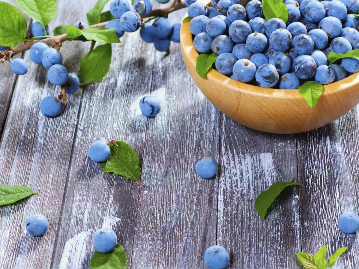 Frische Schlehen in einer Holzschale und auf einem rustikalen Holztisch, bereit für leckere Schlehen Rezepte.