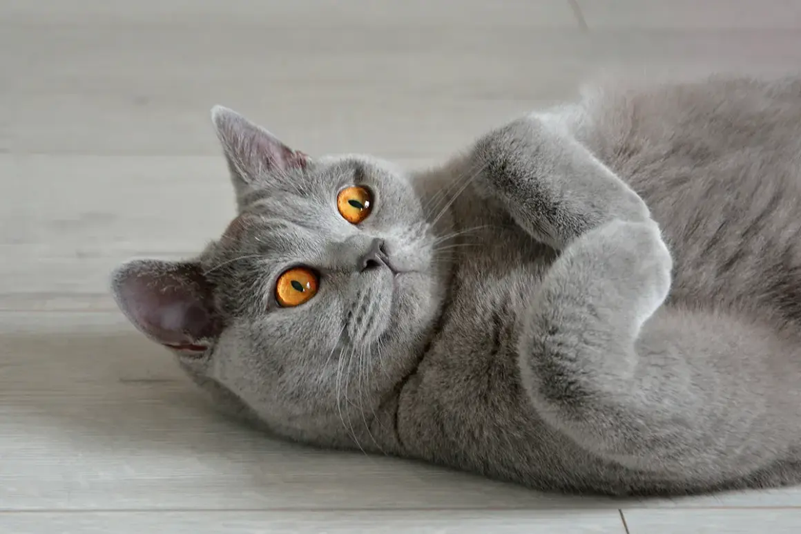 Un chat British Shorthair aux yeux orange vif, couché sur le dos. Il semble se remettre d'une maladie, mais son regard est plein de vie.