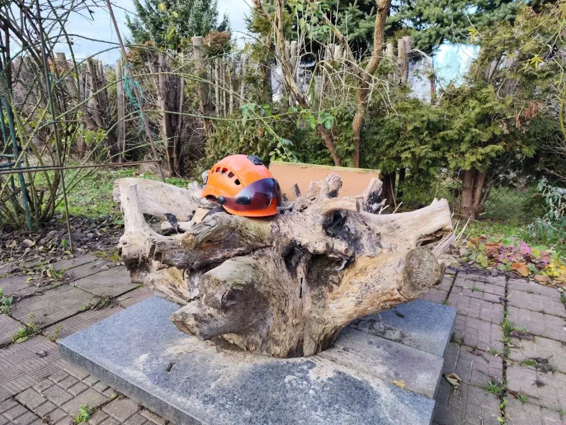 Pomarańczowy kask i okulary ochronne, narzędzia pracy każdego **arborysty**, spoczywają na potężnym, spróchniałym pniu drzewa w ogrodzie.