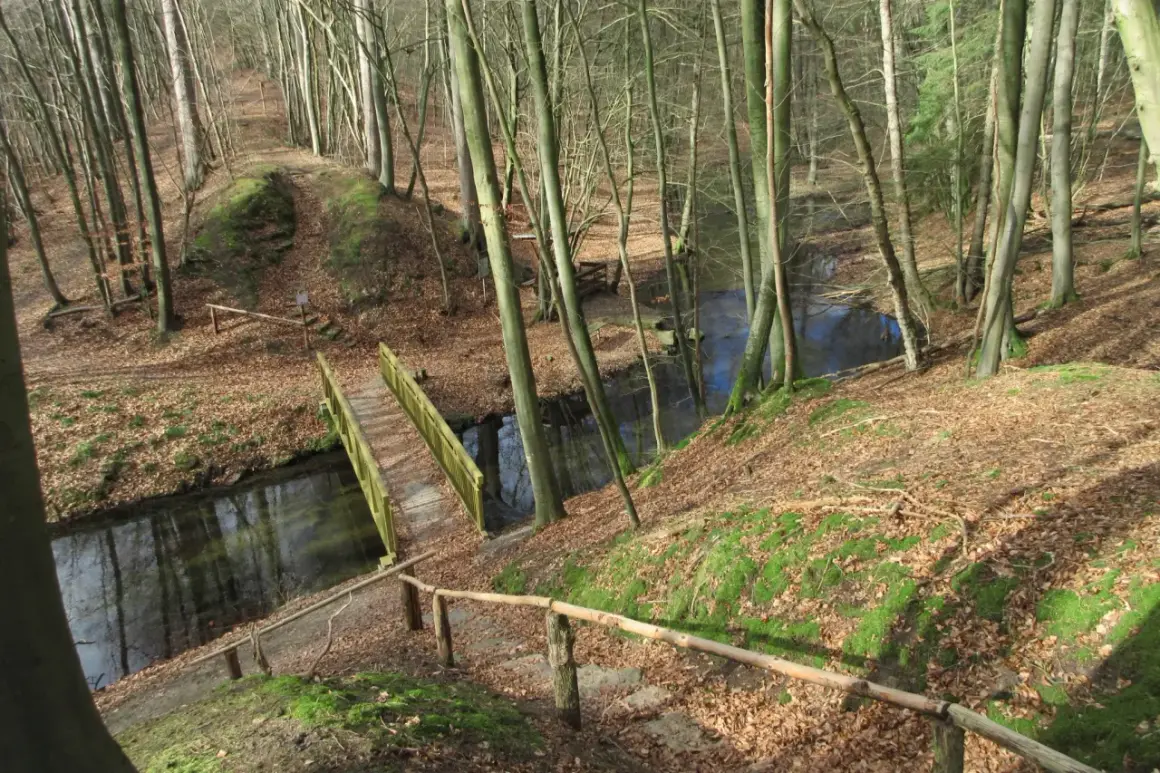 Ein Weg führt über eine Holzbrücke durch den Blankenberg Wald. Moosbedeckte Hänge und Laub säumen den Pfad.
