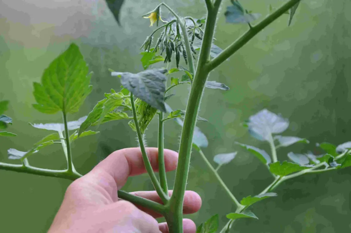 En hand håller en tomatplanta med en gul blomma. Snart blir det dags att tjuva tomater.