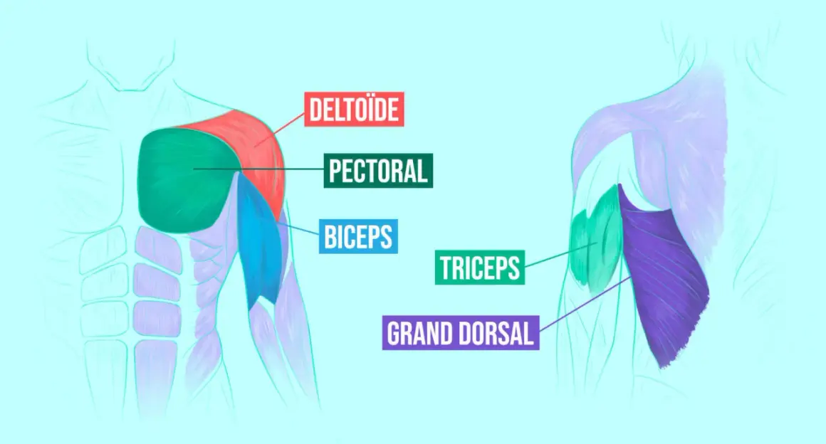 Anatomie des muscles du torse et du bras. Les pompes sollicitent le pectoral, le deltoïde, le triceps et le grand dorsal.