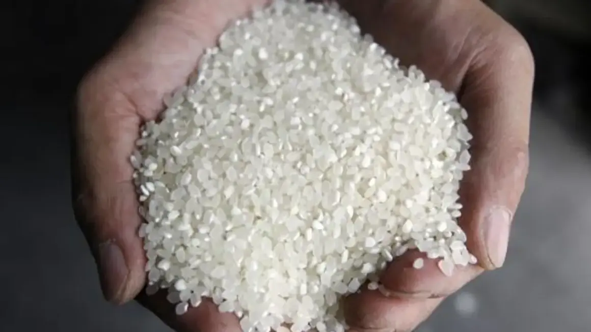 Manos sostienen un puñado de arroz blanco, listo para aprender como hacer arroz blanco suelto y perfecto.