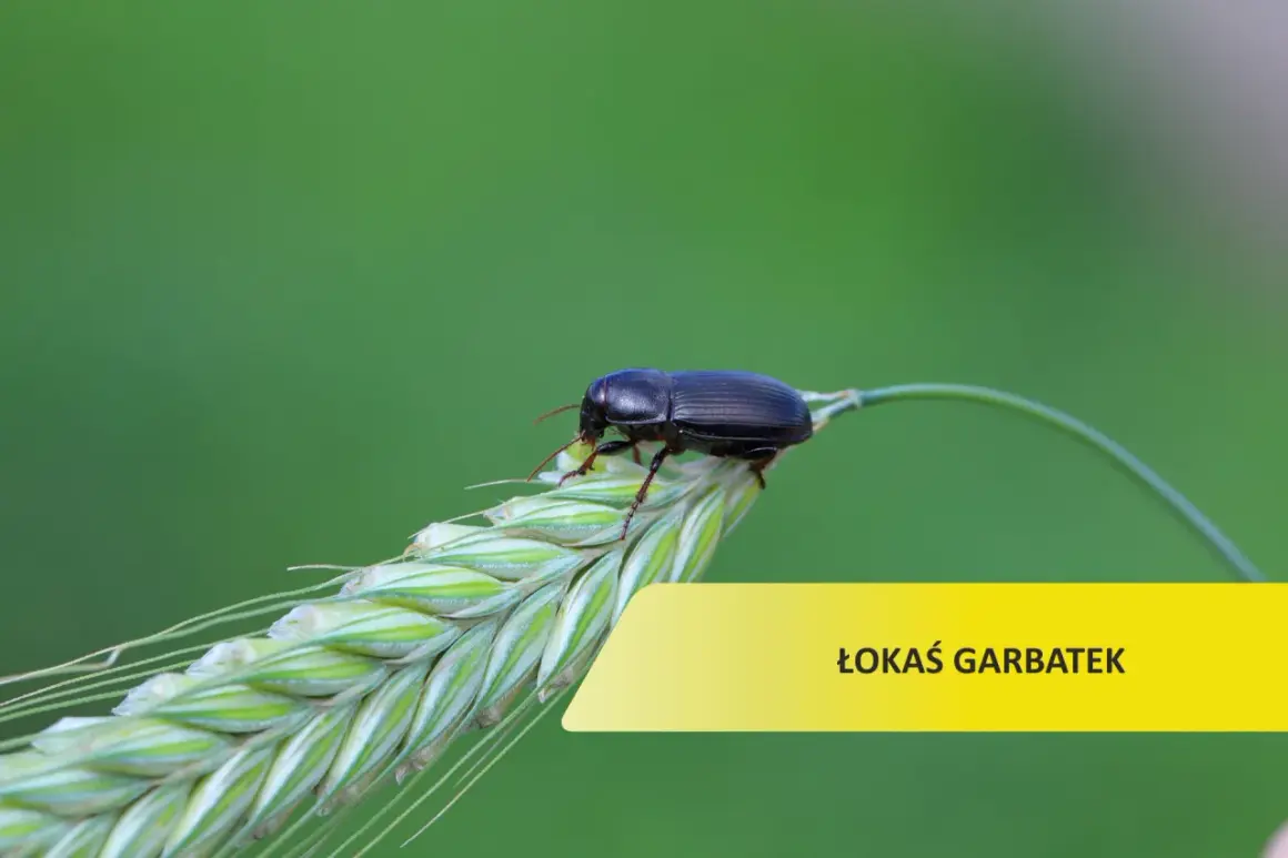 Czarny chrząszcz, łokaś garbatek, siedzi na kłosie zboża. Skuteczne łokaś garbatek zwalczanie to klucz do zdrowych plonów.