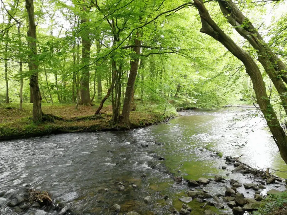 Ein rauschender Bach schlängelt sich durch einen grünen Wald. Perfekt für eine Wanderung in der Nähe des Altenberger Doms.