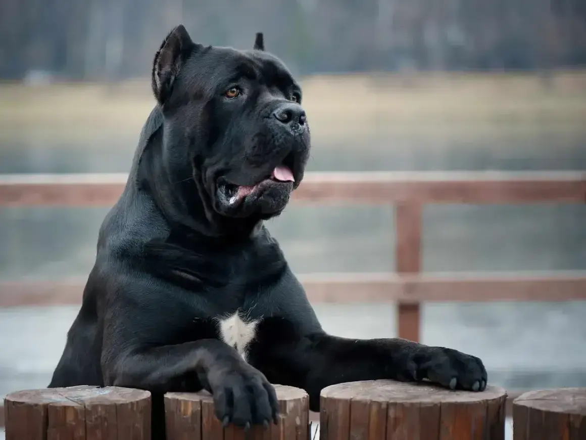Potężny czarny pies rasy Cane Corso, z uwagą obserwujący otoczenie. Zastanawiasz się, cane corso ile żyje?