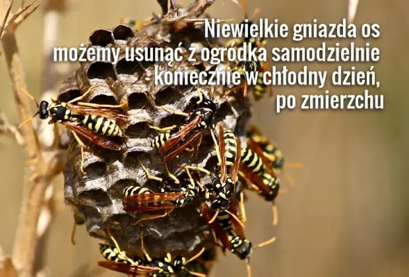 Jak pozbyć się os z ogrodu? Skuteczne i bezpieczne metody