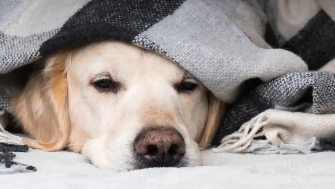 Un perro constipado, cubierto con una manta a cuadros, parece triste y cansado.