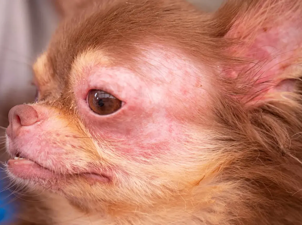 Visage de chihuahua avec rougeurs et irritations autour des yeux et du museau, symptômes possibles d'une allergie alimentaire chien.