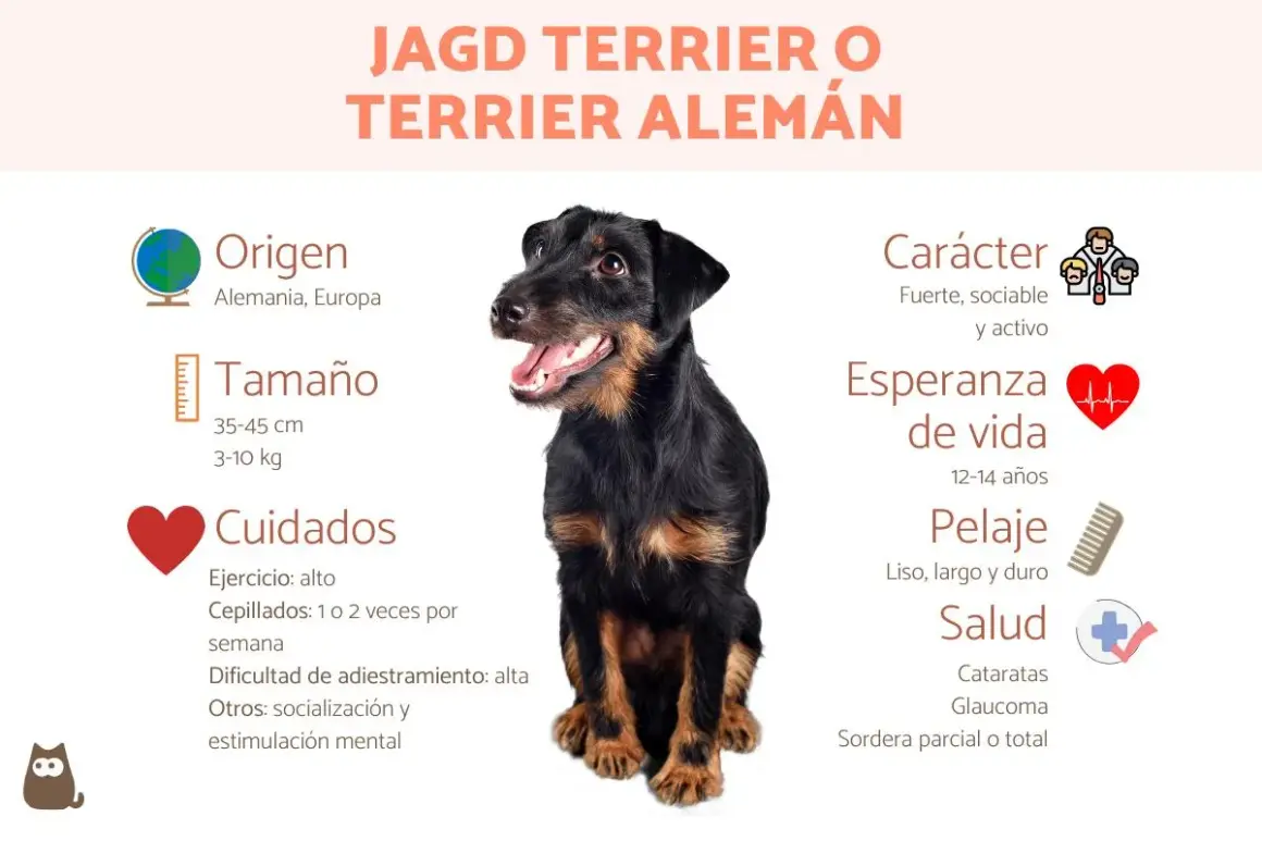 Un terrier alemán, conocido por su carácter fuerte y activo, posa sonriente.