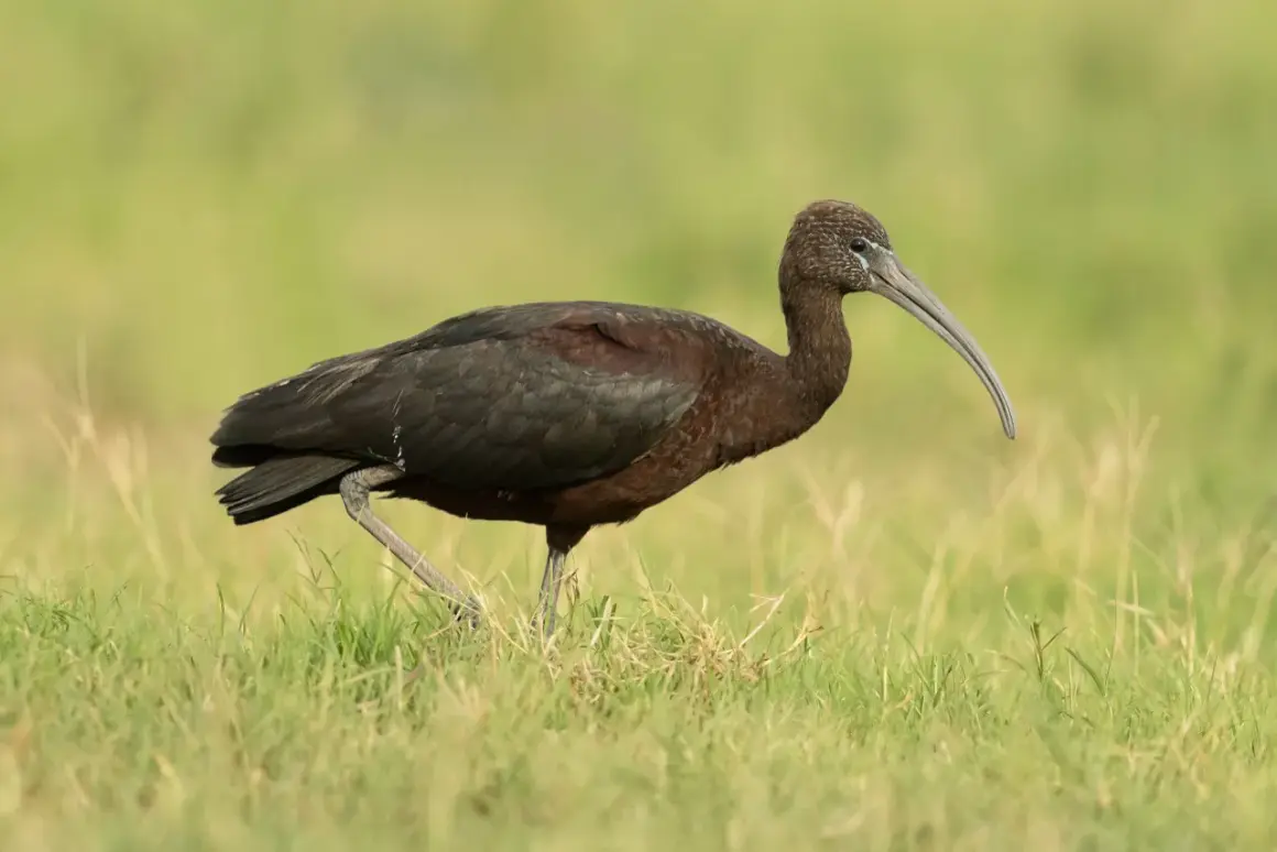 Ciemny ibis z zakrzywionym dziobem spaceruje po zielonej trawie.