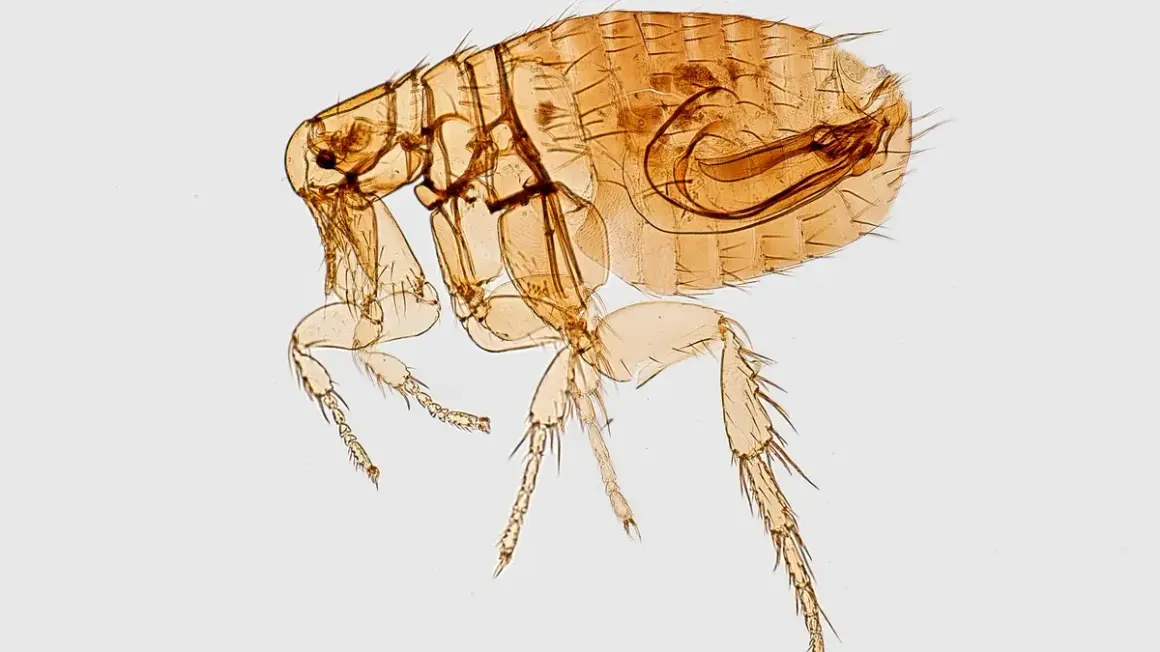 Cómo se reproducen las pulgas y cómo evitar infestaciones en casa