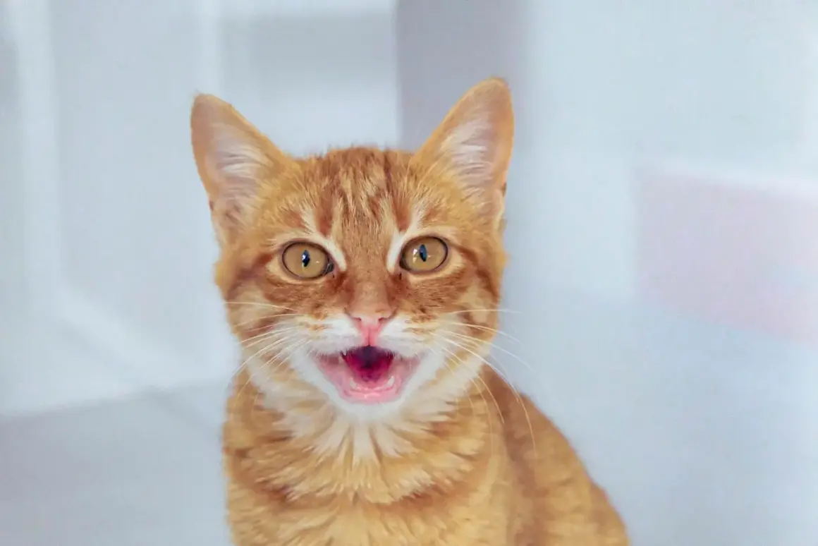 Un chat roux aux grands yeux ouverts, la bouche entrouverte, semble respirer vite. Son ventre est visible, suggérant peut-être de l'excitation ou de la chaleur.