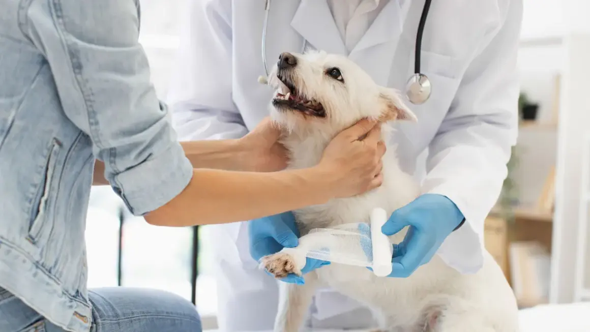 Un vétérinaire bandage la patte d'un chien blanc, surveillant le temps de consolidation de sa fracture.