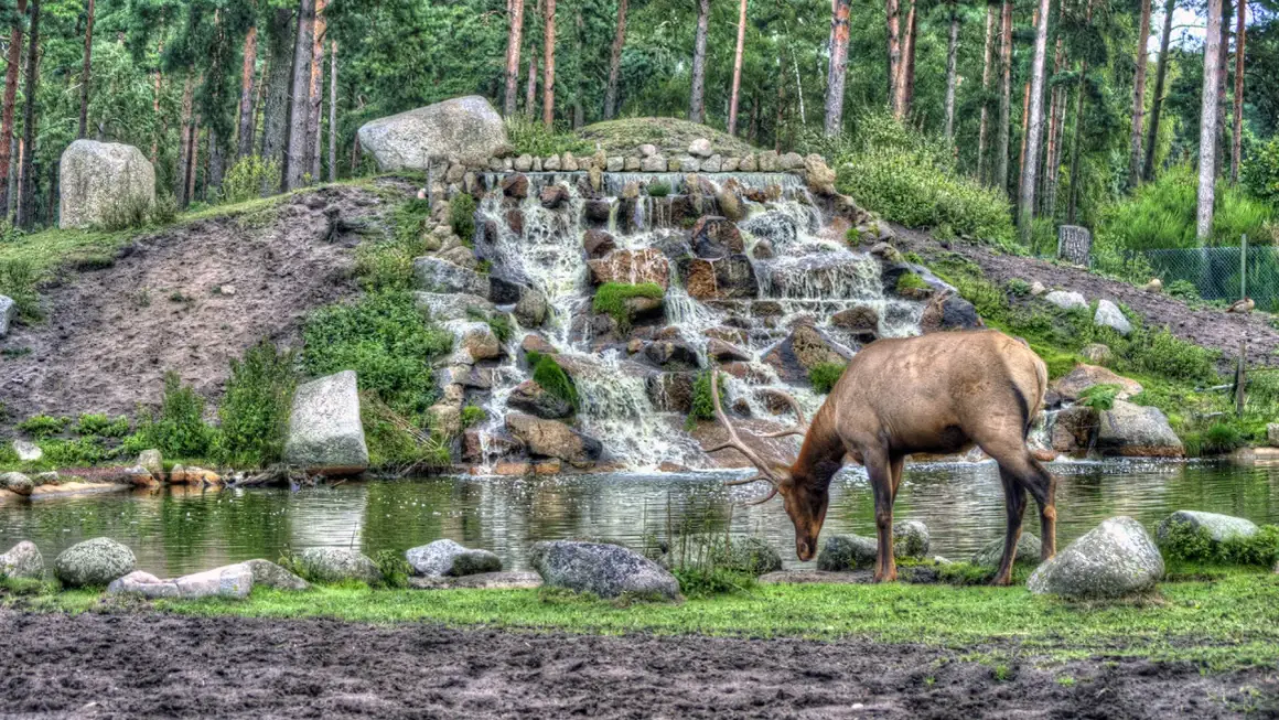 Ein Hirsch trinkt am Wasserfall im Tierpark Remscheid.