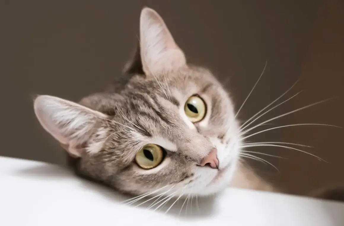 Ce chat tigré aux yeux verts semble bouder. Il boude peut-être parce que mon chat ne mange plus ses croquettes.