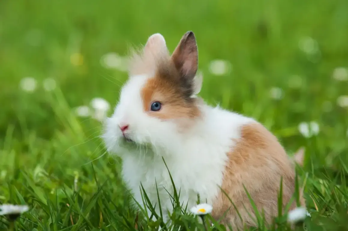 Ein flauschiges Kaninchen mit blauen Augen sitzt im grünen Gras. Diese süßen Hasen als Haustier sind wunderbare Begleiter.