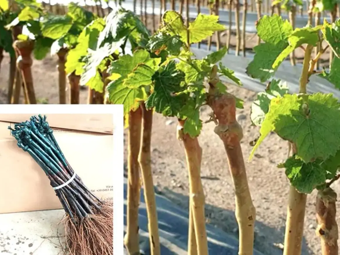 Barbatelle di vite pronte per il trapianto, con radici e germogli verdi. Un fascio di barbatelle cosa sono: giovani piante di vite.