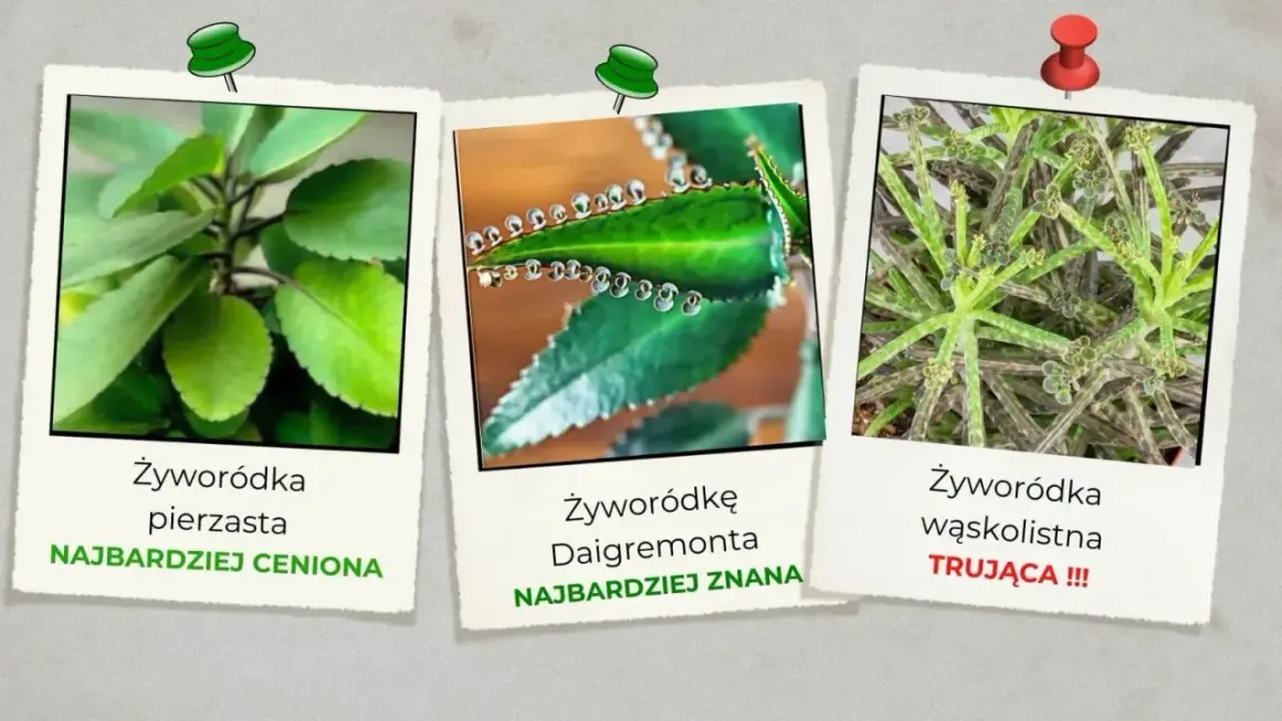 Trzy zdjęcia żyworódki: pierzastej, Daigremonta i wąskolistnej.
