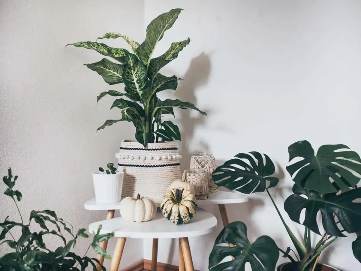 Gemütliche Ecke mit vielen grünen boho pflanzen, Kürbissen und Makramee-Dekorationen.