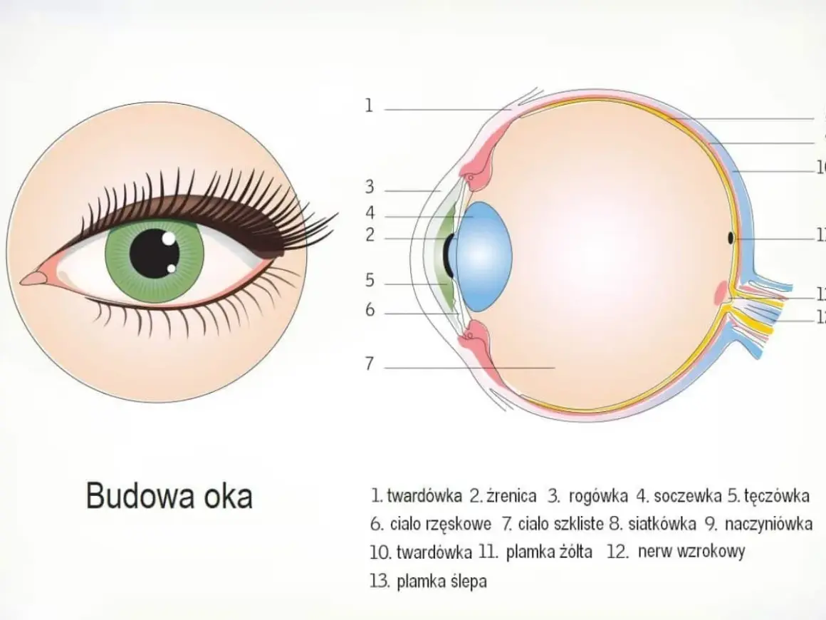 Schematyczny przekrój oka, ukazujący jego budowę. Widoczny jest narząd wzroku z zaznaczonymi elementami, takimi jak soczewka, siatkówka i nerw wzrokowy.