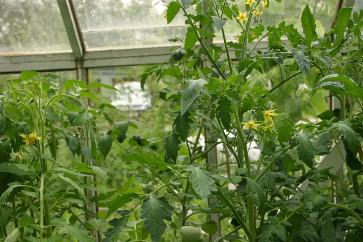 Tomatplantor med gula blommor i ett växthus. Snart dags att pollinera tomater för en riklig skörd.