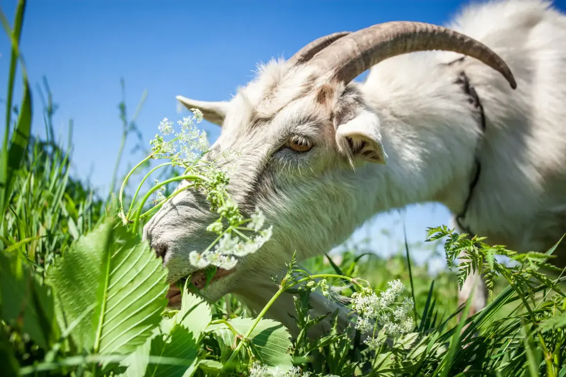 Eine weiße Ziege frisst genüsslich grünes Gras und zarte Blüten. Sie zeigt, was Ziegen fressen: eine Vielfalt an Pflanzen.