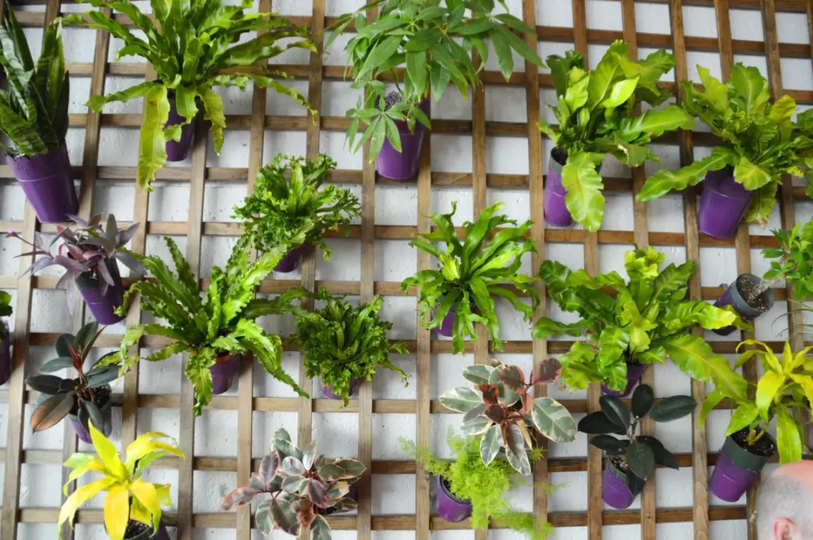 Un mur abîmé transformé en jardin vertical luxuriant avec des plantes vertes dans des pots violets sur une structure en bois.