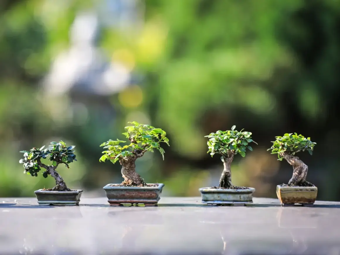 Cztery miniaturowe drzewka bonsai, każdy w ozdobnej doniczce, prezentują sztukę ich pielęgnacji na tle zieleni.