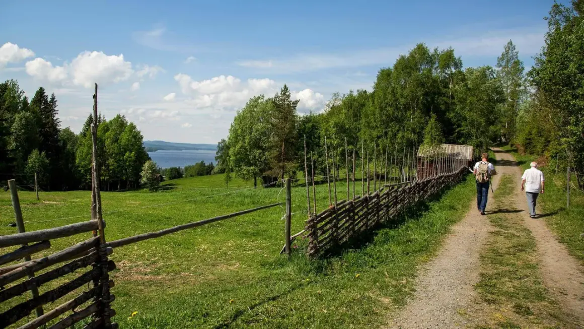 Två vandrare följer en grusväg längs en gärdesgård på St. Olavsleden. En sjö syns i bakgrunden.