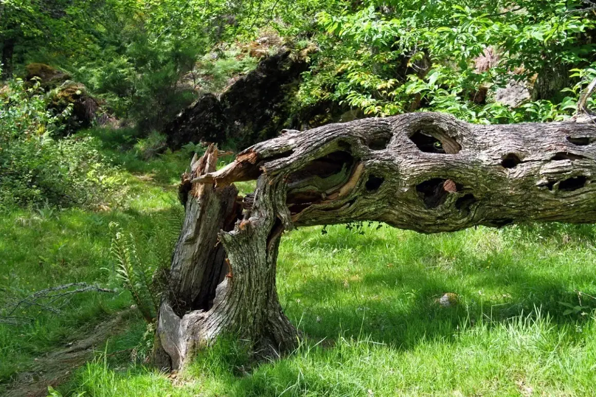 Tronco retorcido y hueco en el Val das Mouras, rodeado de vegetación exuberante y hierba verde.