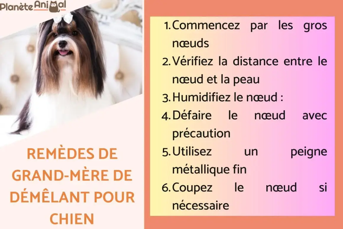 Un joli chien avec un nœud dans les cheveux. La page propose des remèdes de grand-mère pour démêler le poil du chien, comme une recette de grand-mère répulsif chien.