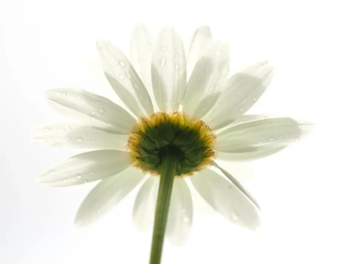 Een witte margriet met waterdruppels, belicht met high key fotografie instellingen. De bloemblaadjes lijken bijna te zweven tegen de witte achtergrond.
