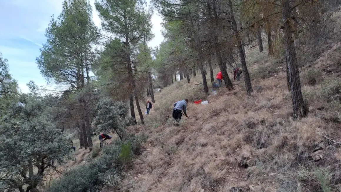 Personas trabajando en un bosque de pinos en Almería, quizás plantando o cuidando un serbal.