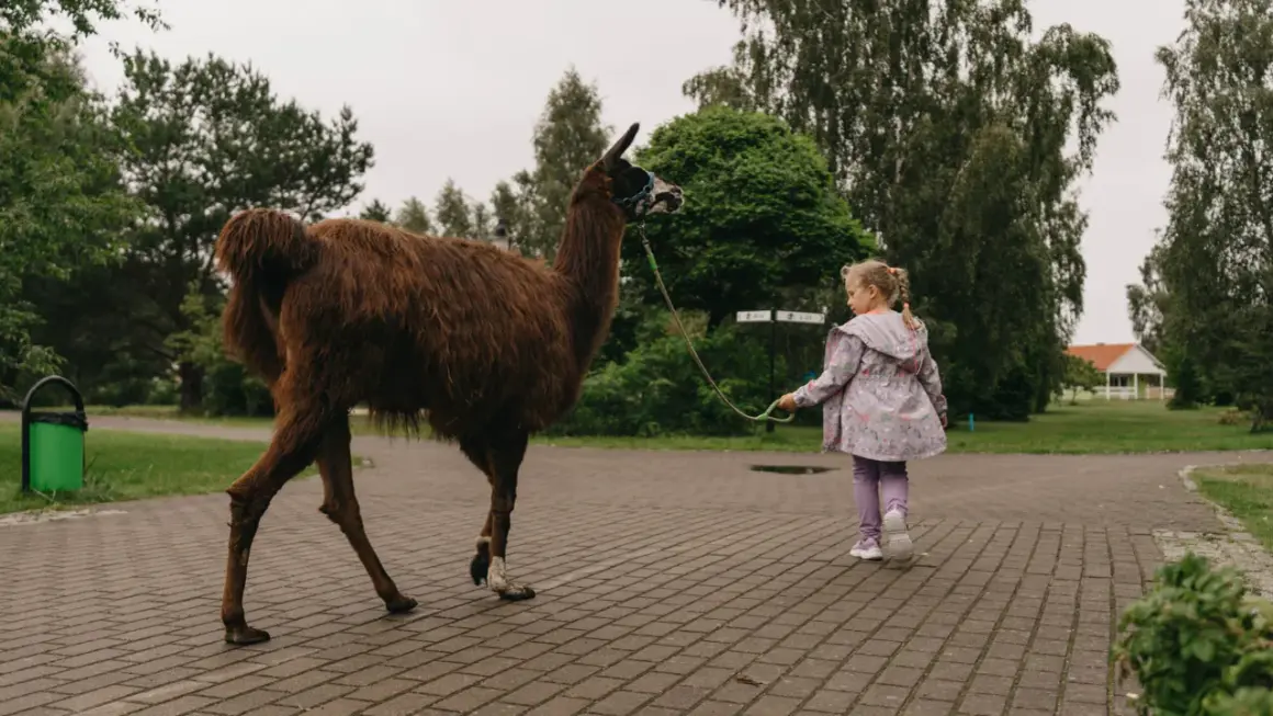 Dziewczynka prowadzi lamę na smyczy w zoo nad morzem.