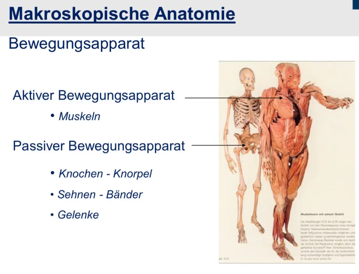 Der menschliche Bewegungsapparat: Aktiver Teil (Muskeln) und passiver Teil (Knochen, Knorpel, Sehnen, Bänder, Gelenke) werden gezeigt.