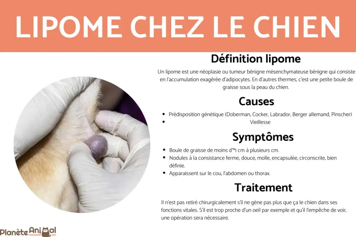 Gros plan sur une petite boule de graisse sous la peau d'un chien, examinée par des mains gantées.