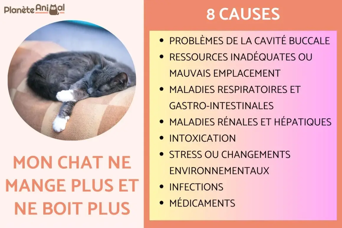 Chat gris endormi. Causes de perte d'appétit : maladies rénales, etc. pour stimuler appétit chat insuffisance rénale.