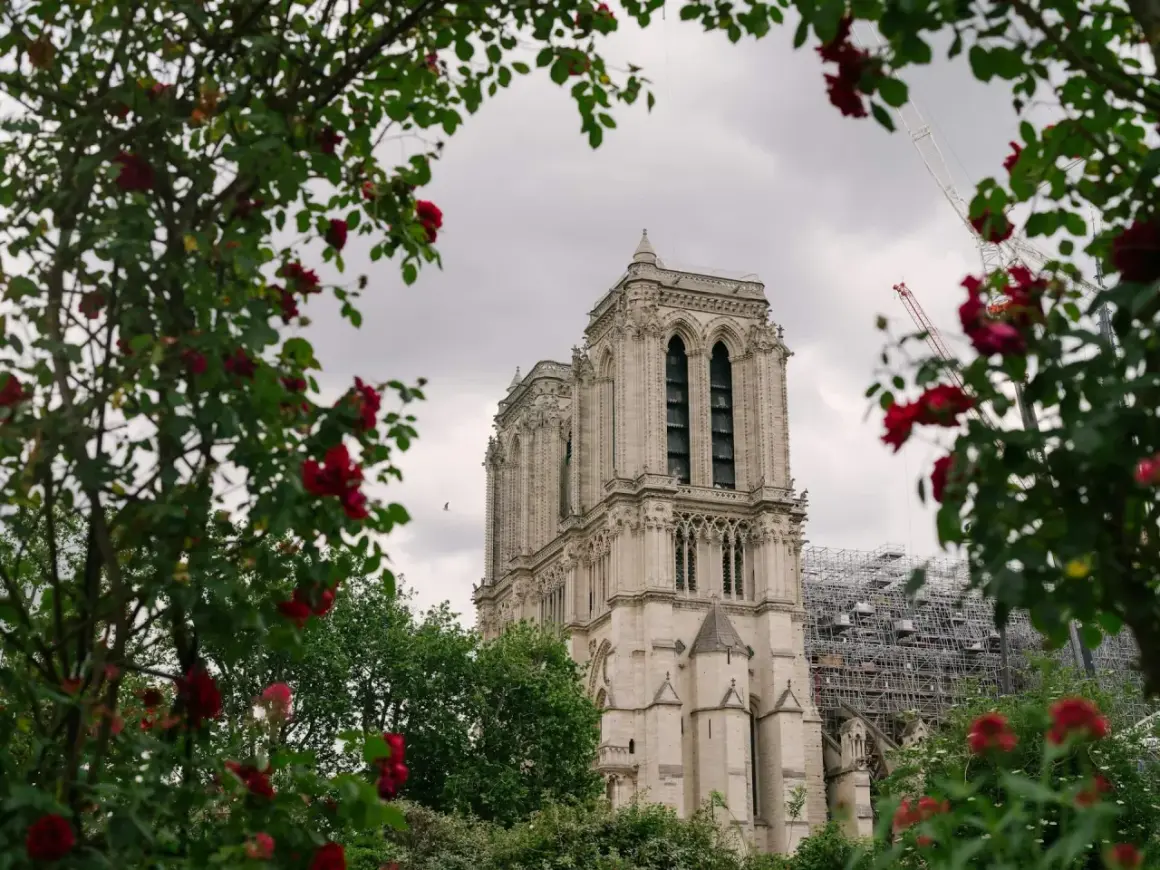 Katedra we Francji, Notre Dame, otoczona kwitnącymi różami. W tle widać rusztowania, świadczące o odbudowie.