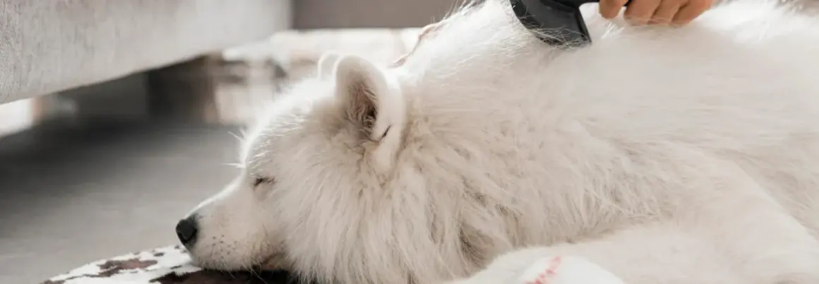 Un perro blanco duerme mientras le cepillan el pelo. A mi perro se le cae el pelo y tiene calvas, pero el cepillado lo alivia.